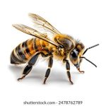探索哈里哈里斯的音乐魅力与文化影响 xuk93w6xp